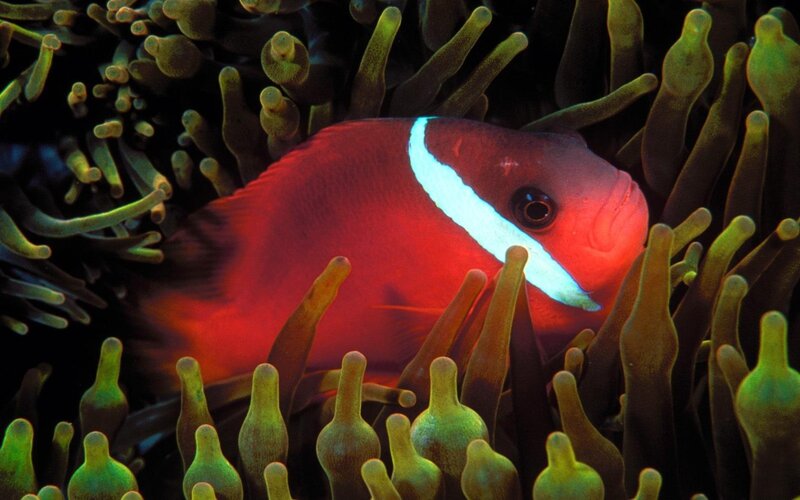 Red Anemone Fish — Calm, Photograph, Coral