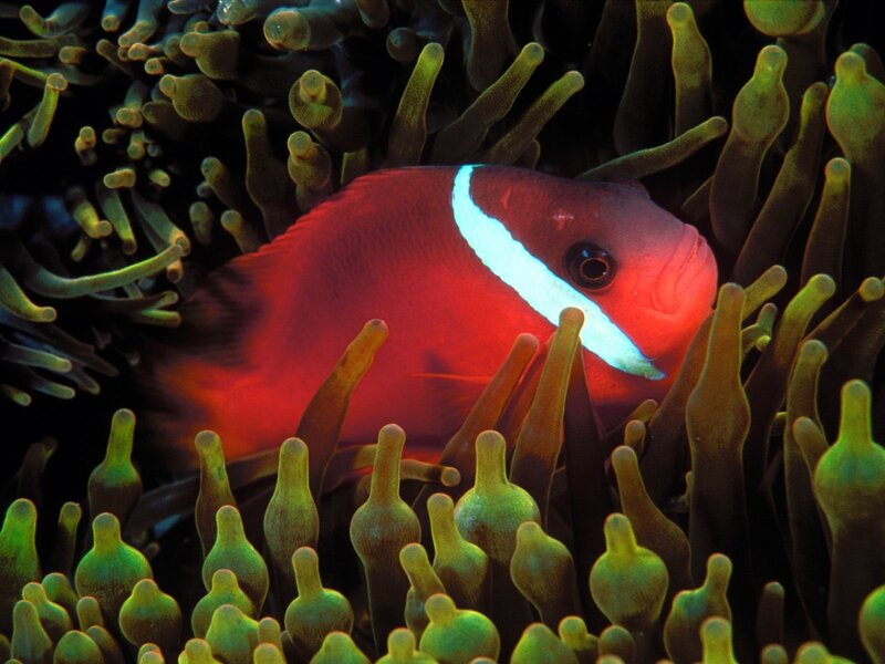 Red Anemone Fish — Calm