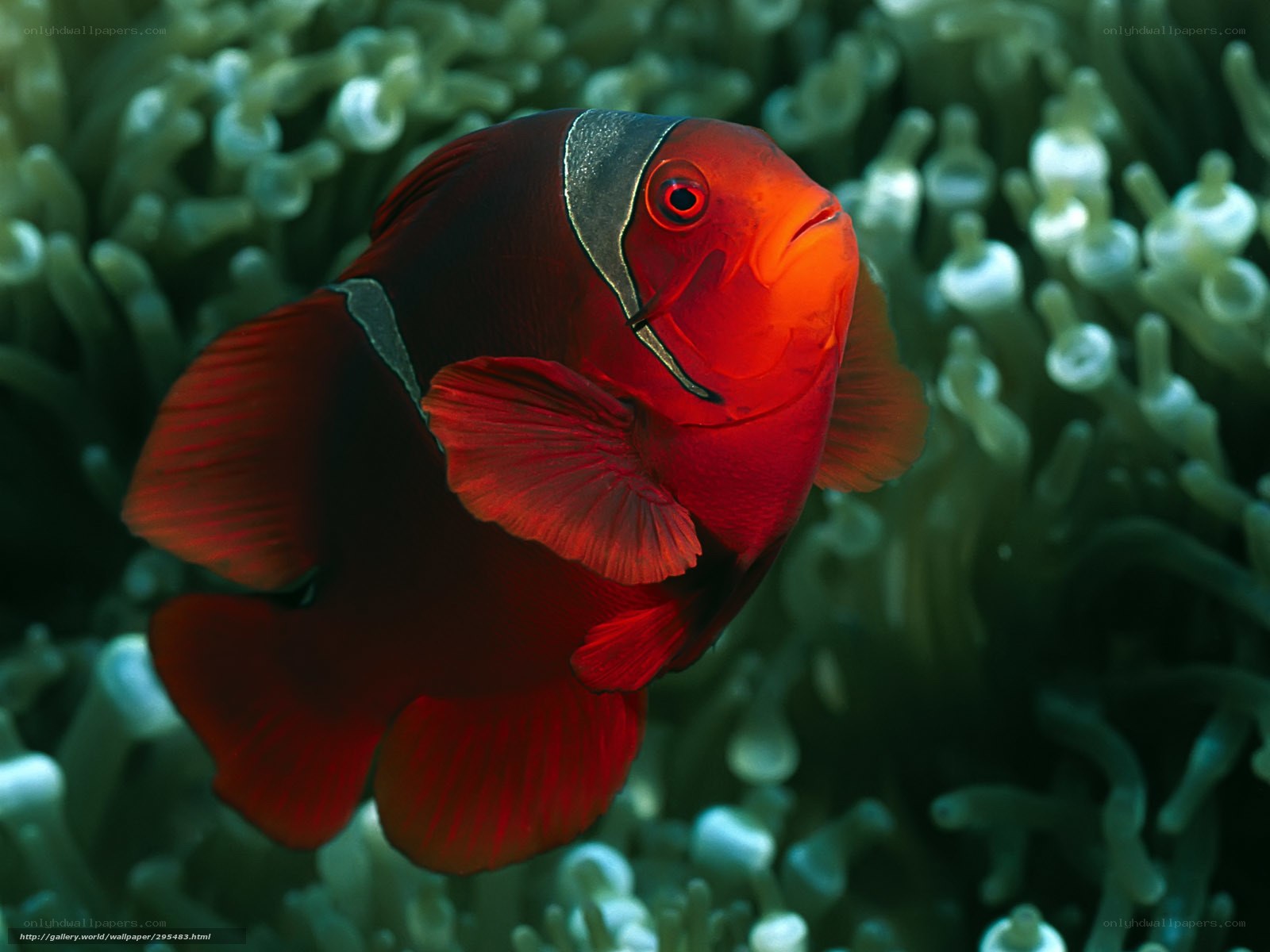 Red anemone fish in coral
