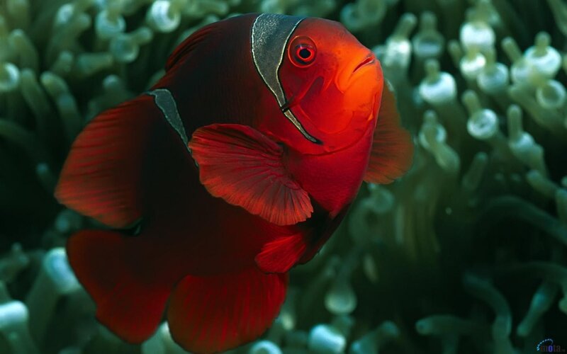 Red Anemone Fish — Photograph