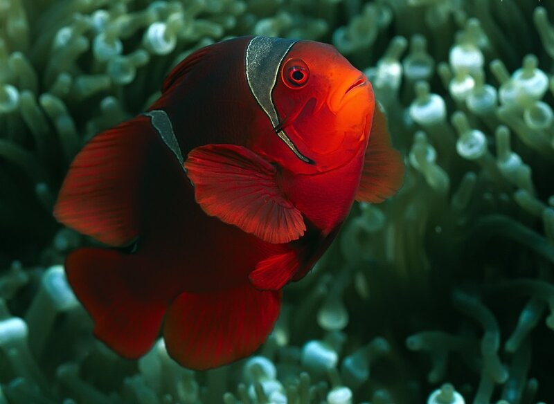 Red Anemone Fish