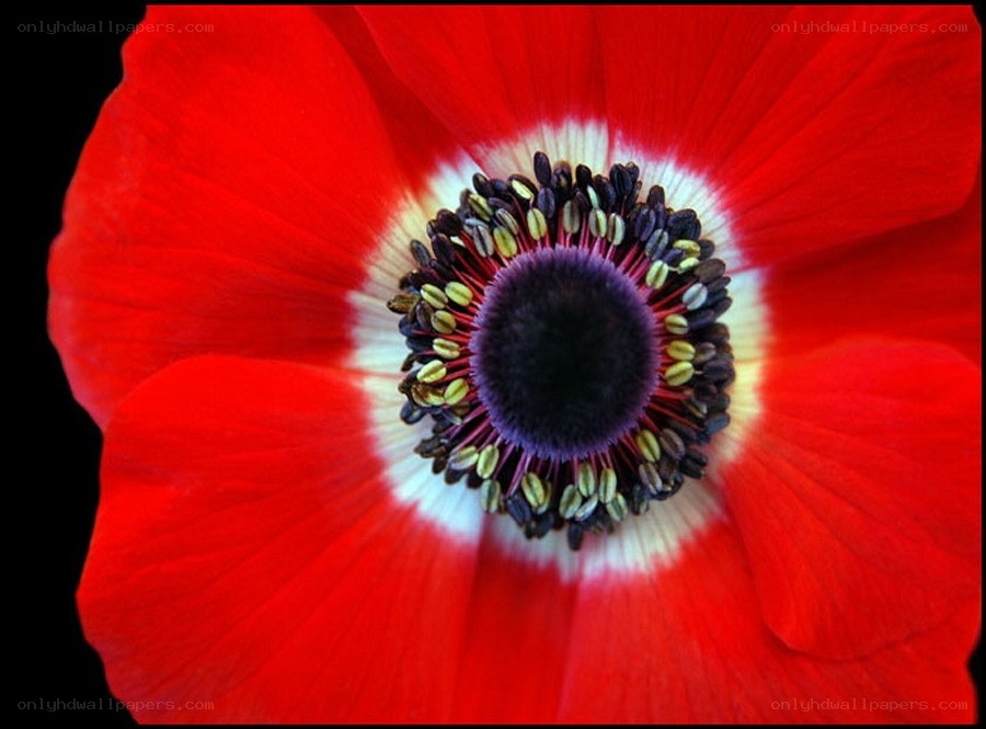 red anemone flower close-up
