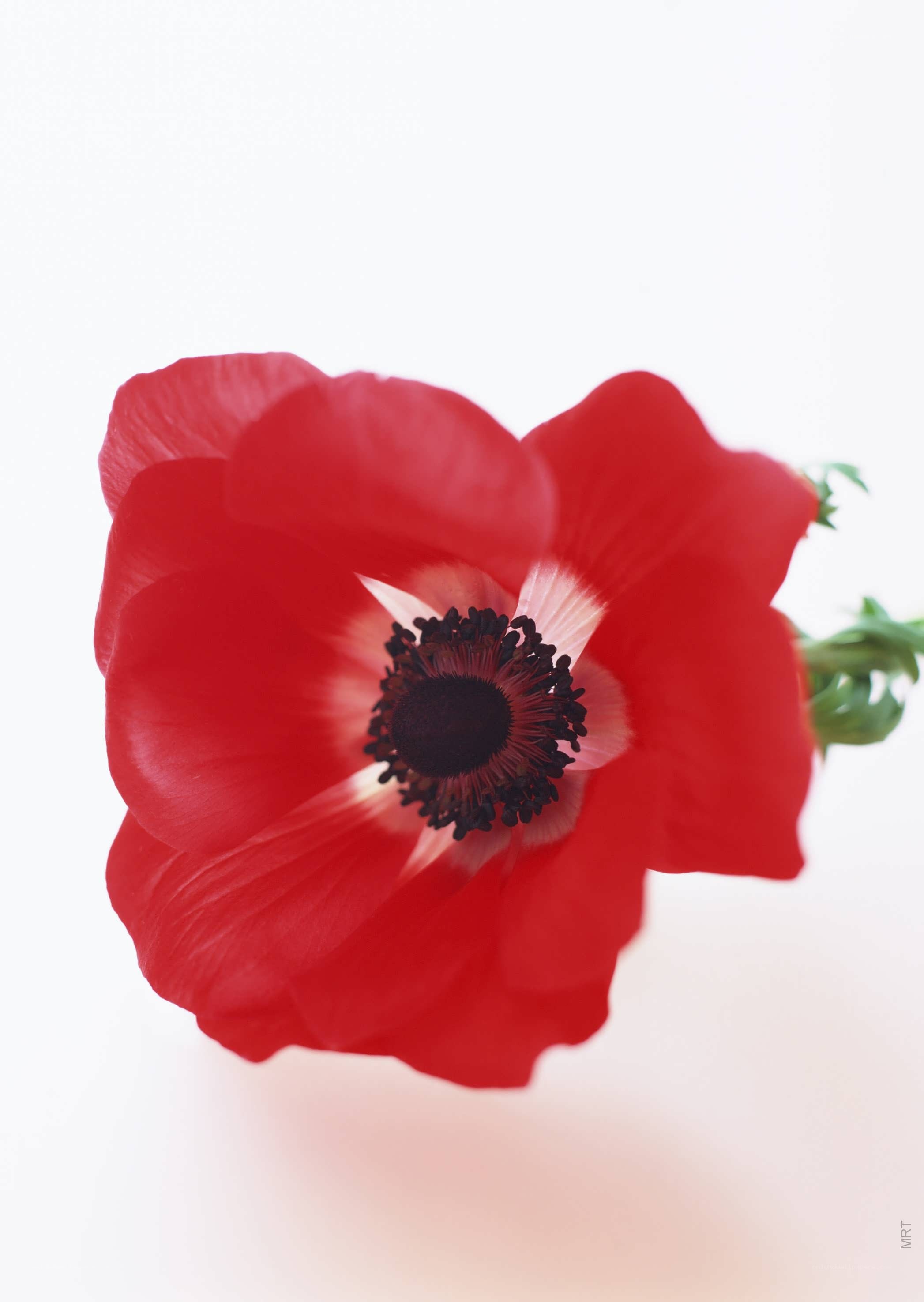 Red anemone flower close-up