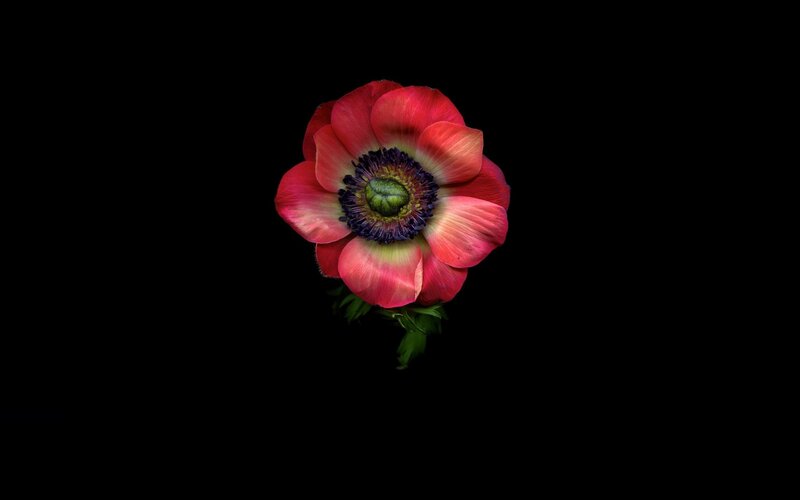 Red Anemone Flower — Dramatic, Photograph, Petals