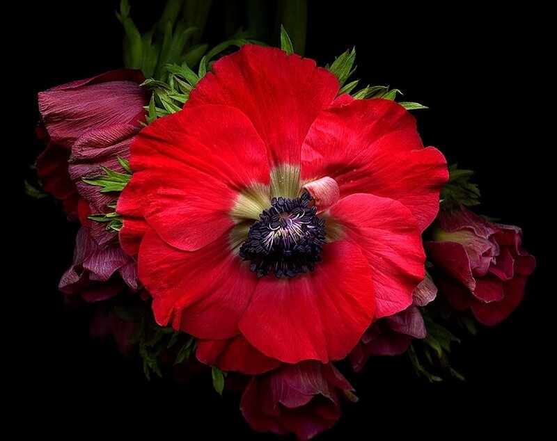 Red Anemone Flower — Dramatic, Photograph