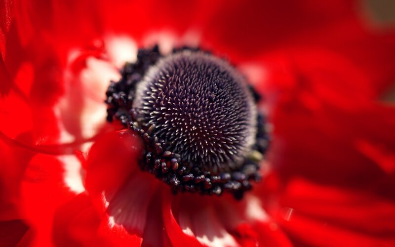 Red Anemone Flower — Dramatic