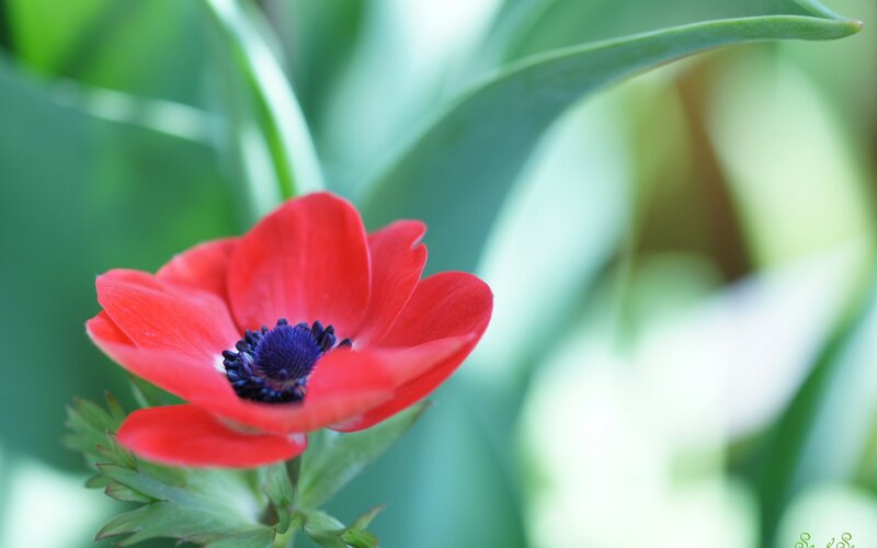 Red Anemone Flower — Serene, Afternoon