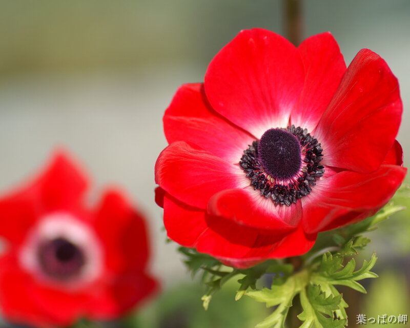 Red Anemone Flower — Serene