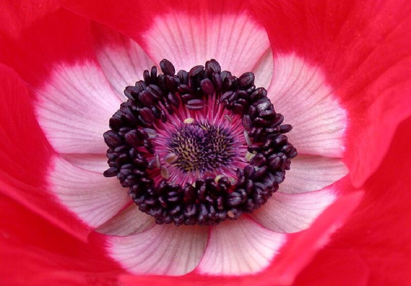 Red Anemone Flower