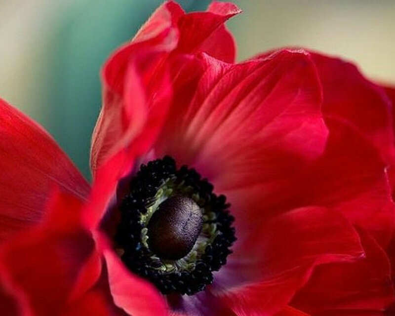 Red Anemone Flower — Vibrant, Photograph