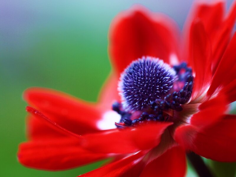 Red Anemone Flower — Vibrant