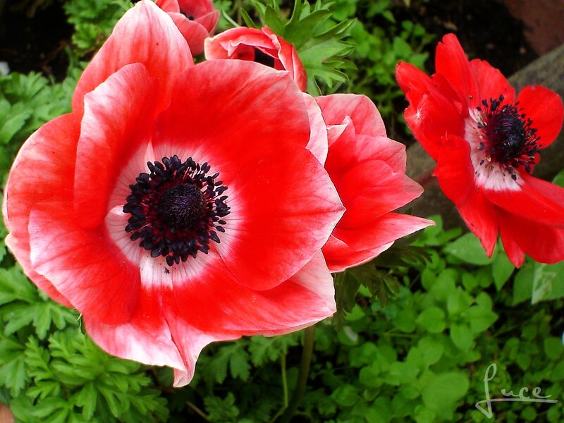 Red anemone flowers in garden