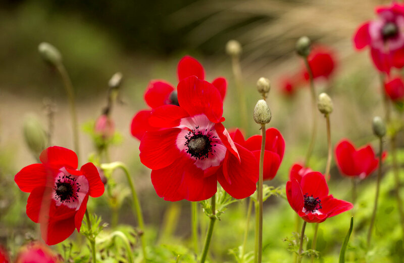 Red Anemone Flowers — Serene, Spring