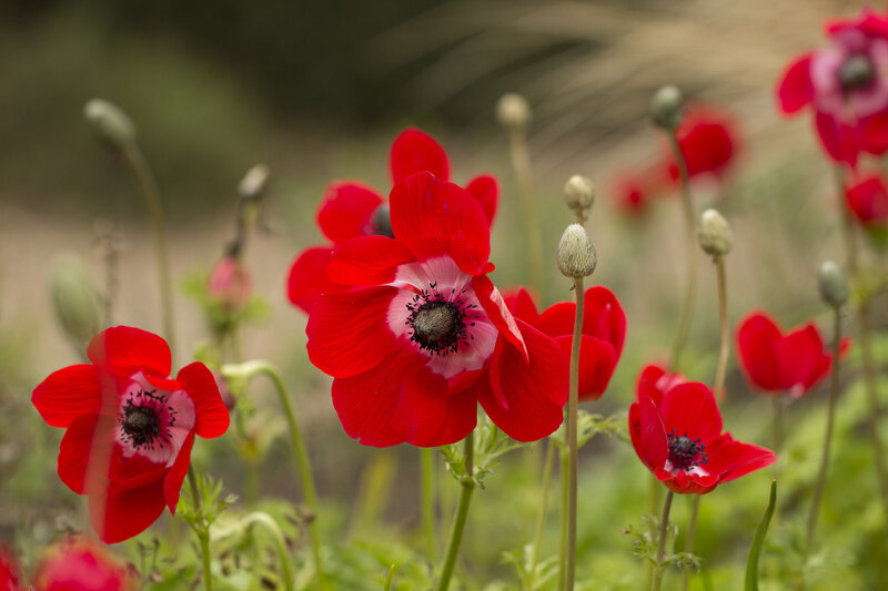 Red Anemone Flowers — Serene