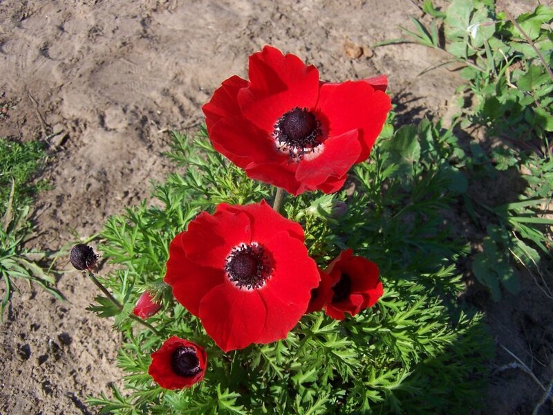 Red Anemone Flowers