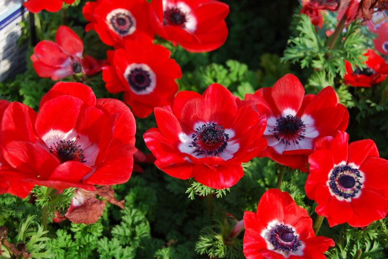 Red Anemone Flowers — Vibrant
