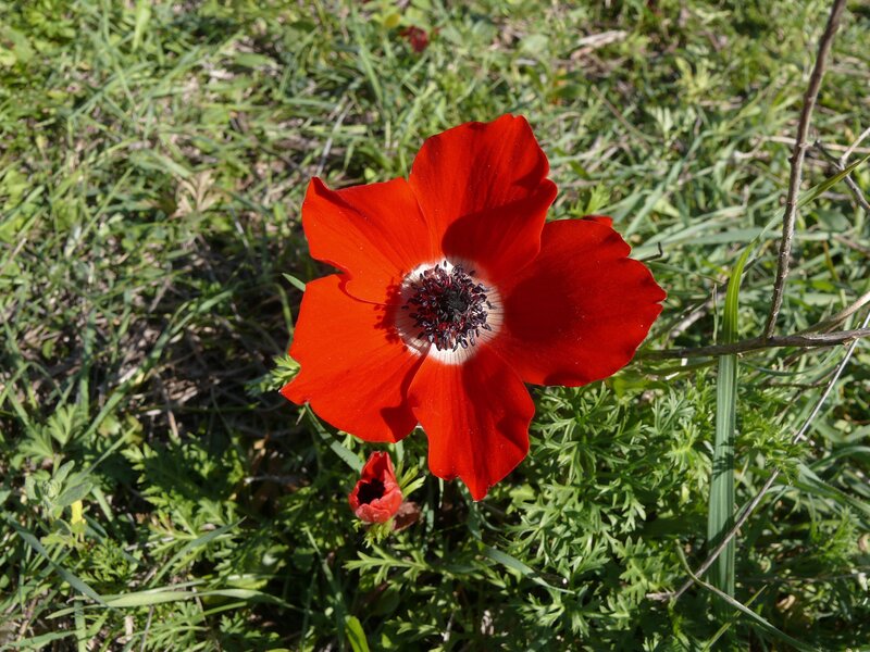 Red anemone in grass