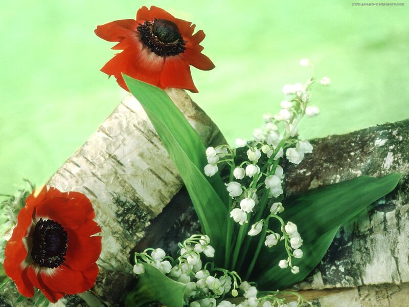 Red Anemones and Lily of the Valley — Serene