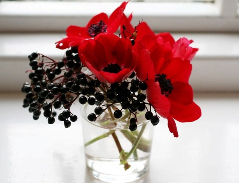 Red Anemones with Berries