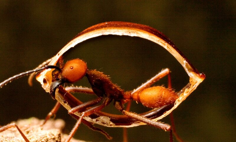 Red Ant Carrying Leaf