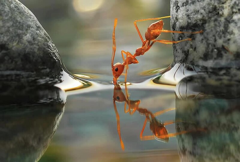 Red Ant Drinking Water