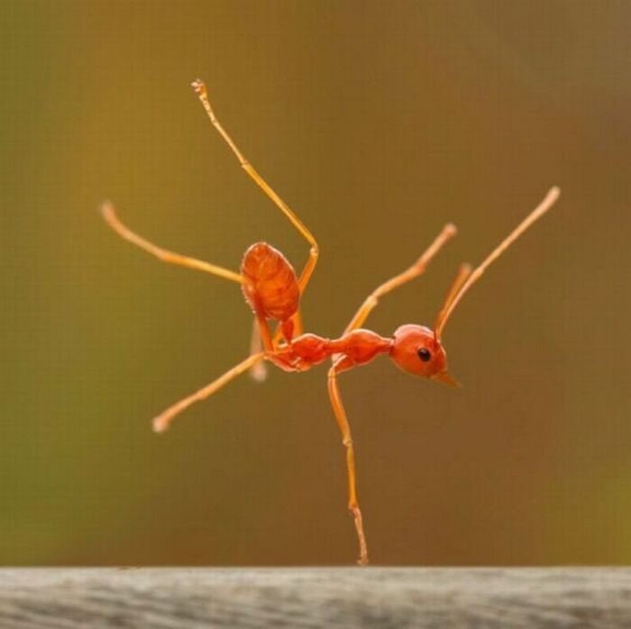 red ant in motion