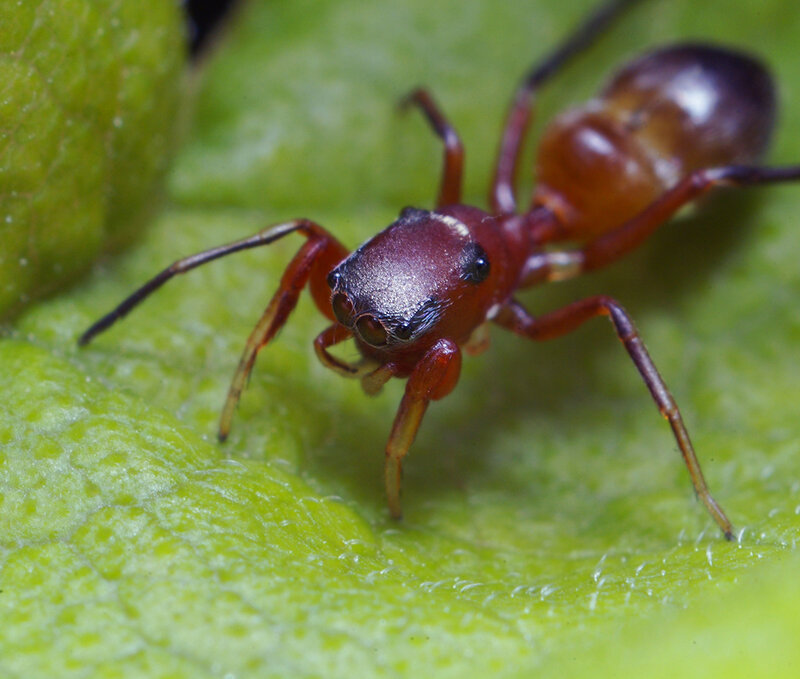 red ant-mimic spider on leaf