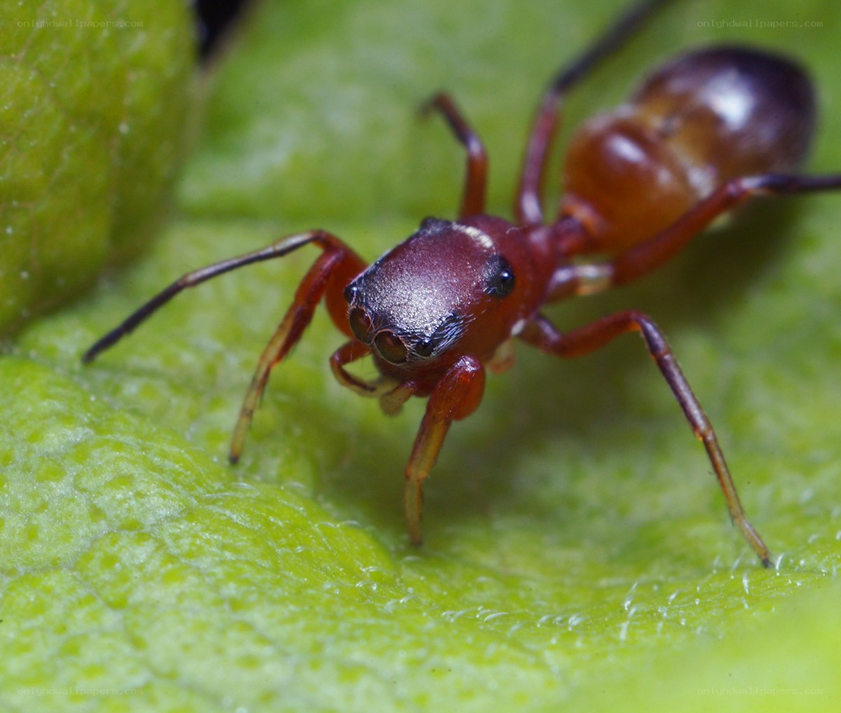 red ant-mimic spider on leaf