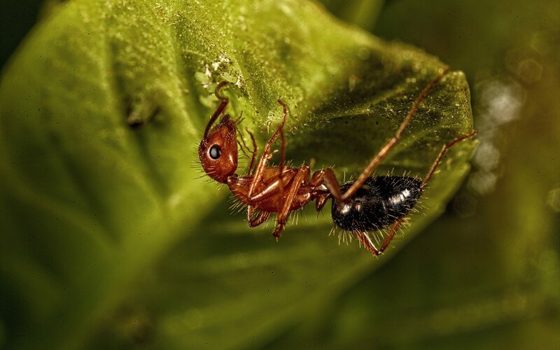 Red Ant on Green Leaf