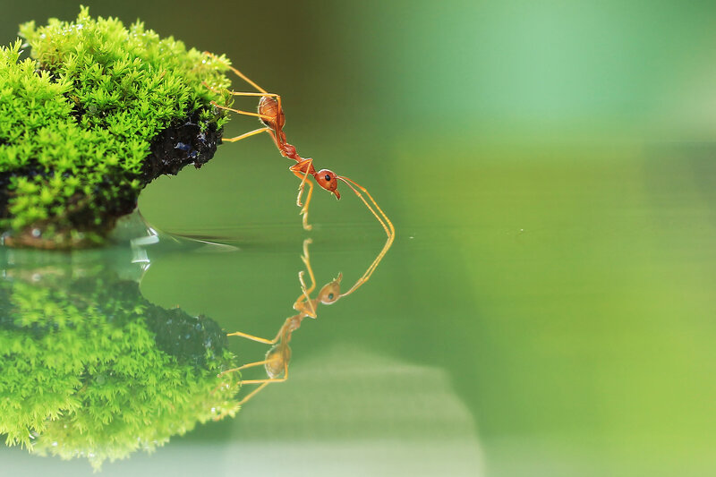 Red Ant on Moss
