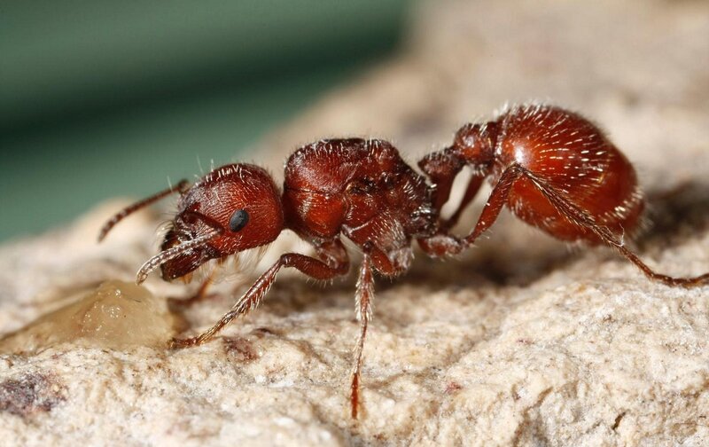 Red Ant on Rock