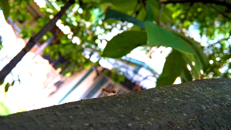 Red Ant on Tree Branch