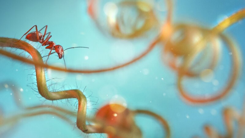 Red Ant on Vine — Blue