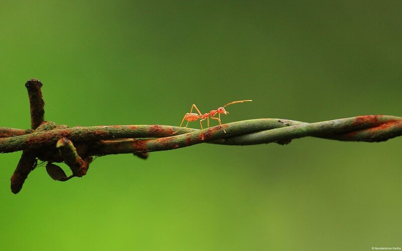 Red Ant on Wire
