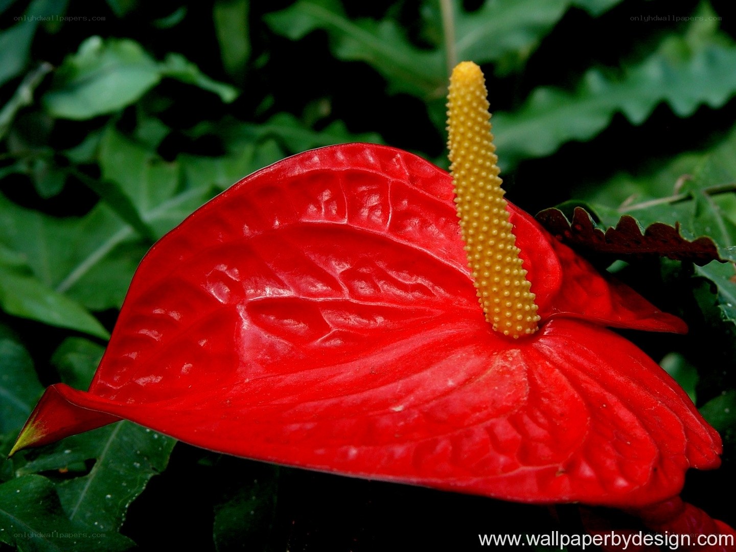 Red anthurium flower