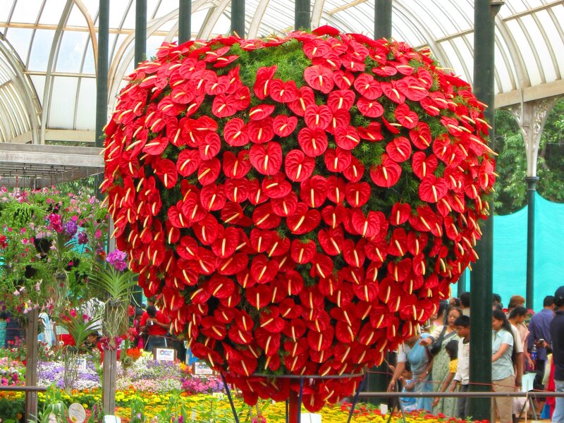 Red Anthurium Flower Ball