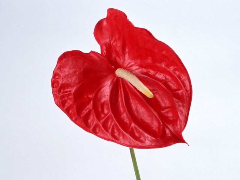 Red Anthurium Flower — Calm, Photograph