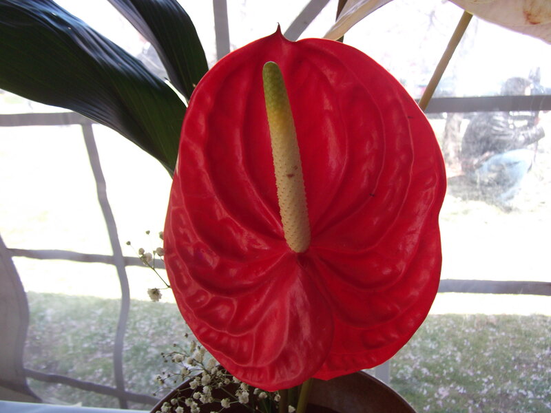 Red Anthurium Flower — Calm