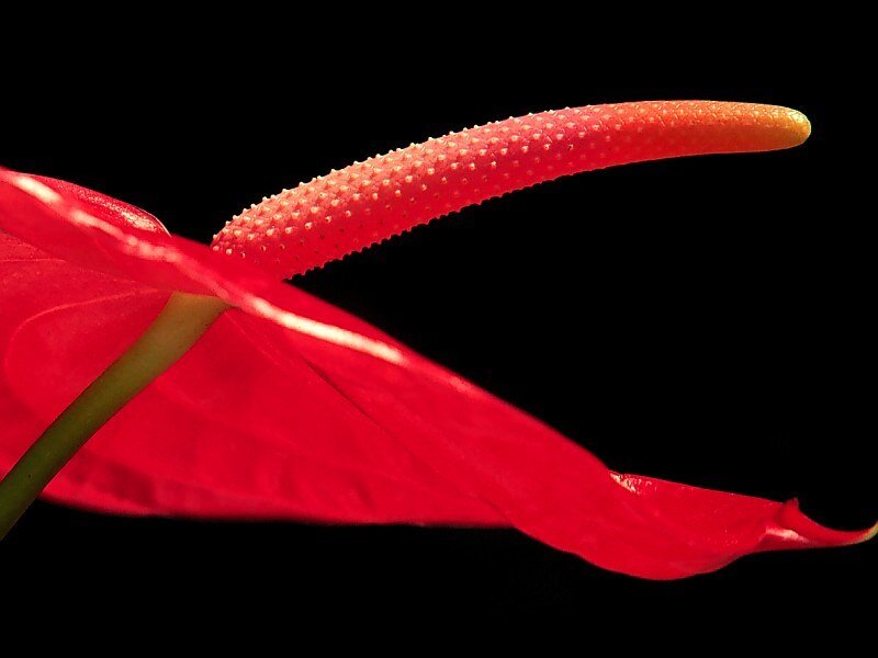 Red anthurium flower close-up