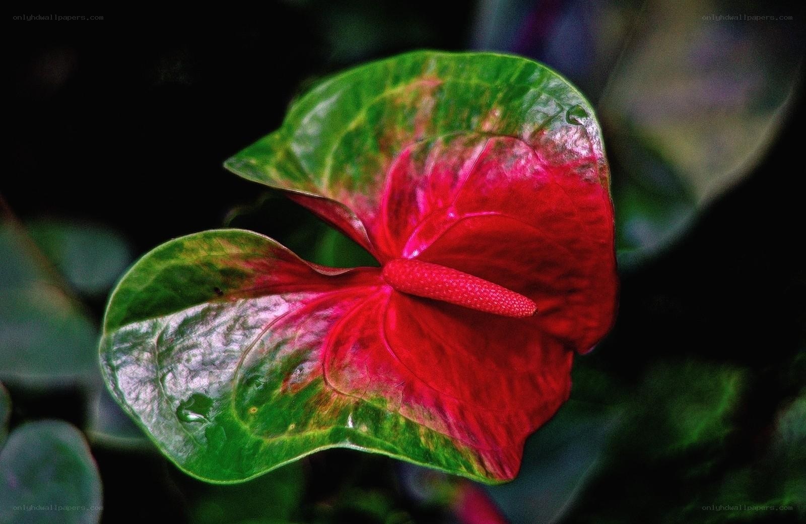 Red anthurium flower close-up