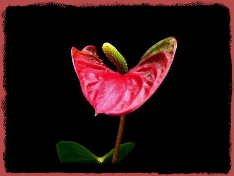 Red Anthurium Flower — Dramatic, Photograph, Green Spadix