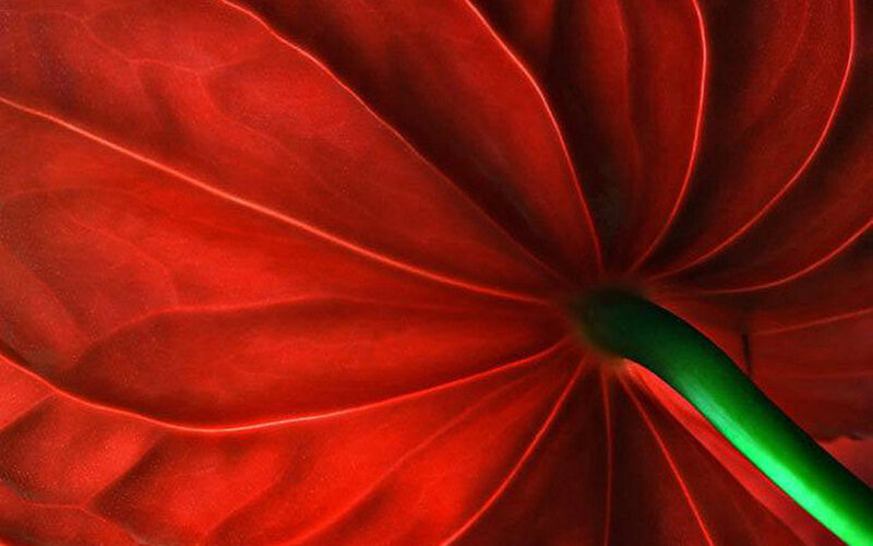 Red Anthurium Flower — Dramatic, Photograph, Green Stem