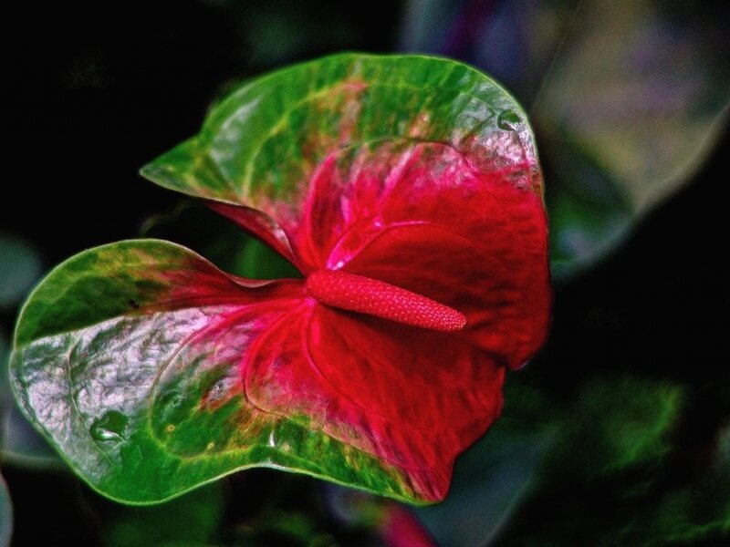 Red Anthurium Flower — Dramatic, Photograph, Leaf