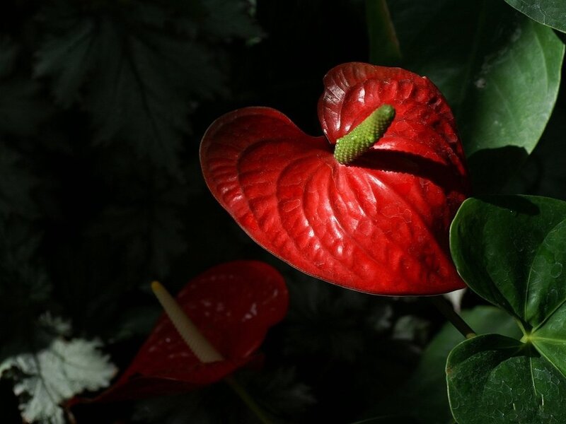 Red Anthurium Flower — Dramatic, Photograph