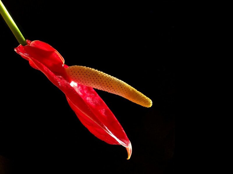 Red Anthurium Flower — Dramatic