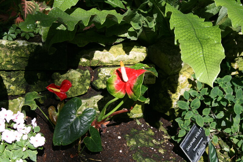 Red Anthurium Flower — Green, Natural