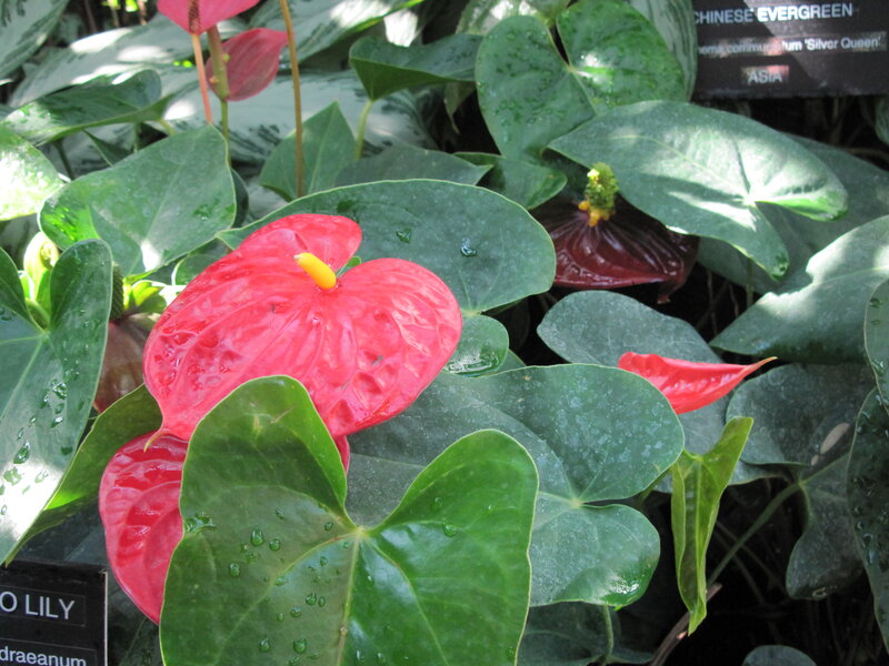 Red Anthurium Flower — Green