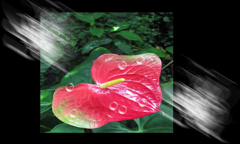 Red Anthurium Flower — Natural, Afternoon