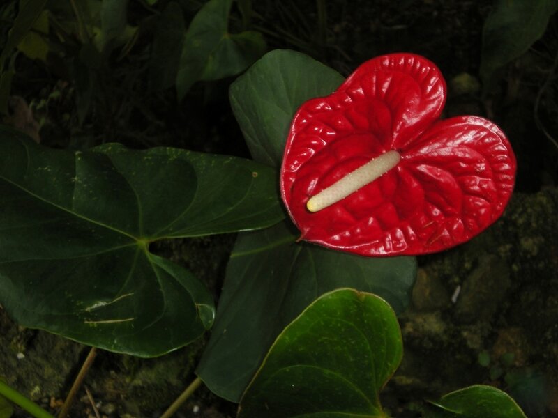 Red Anthurium Flower — Natural, Night