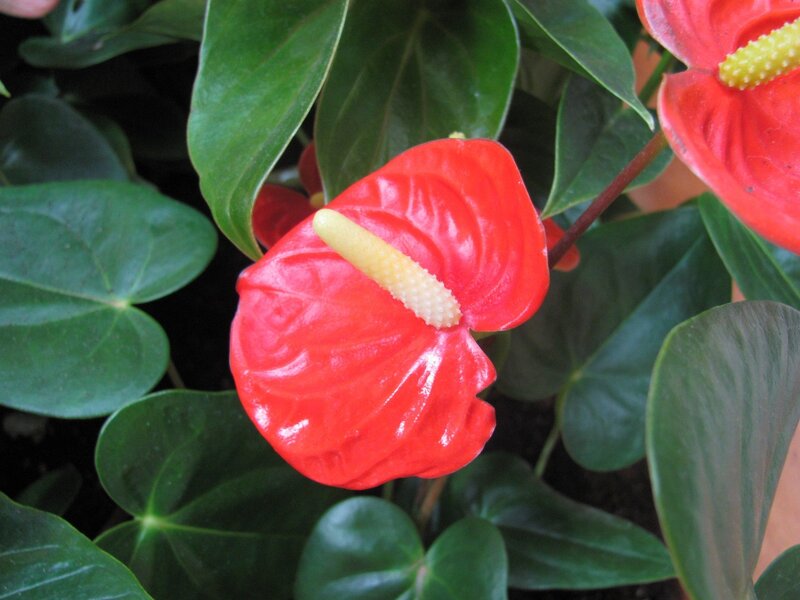 Red Anthurium Flower — Natural, Photograph, Green Leaves, Spadix